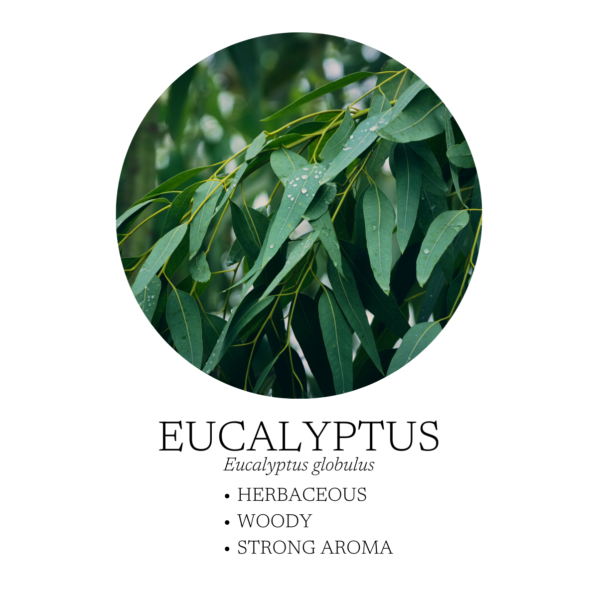 After The Rain Essential Oil Blend 10 mL