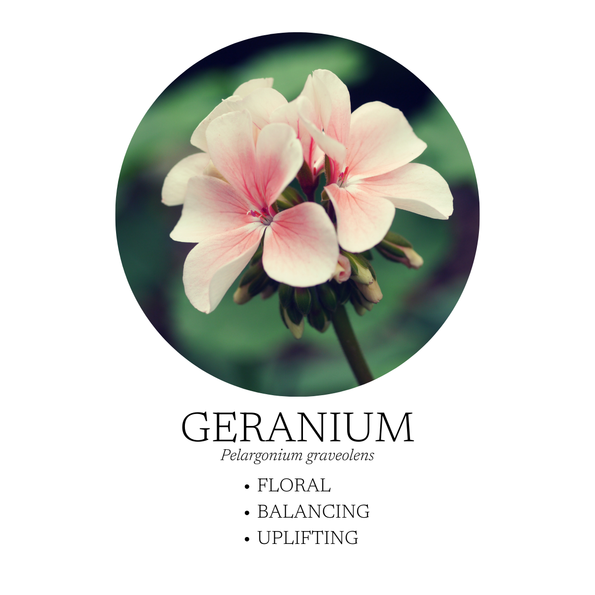 Geranium flower, with pale pink petals