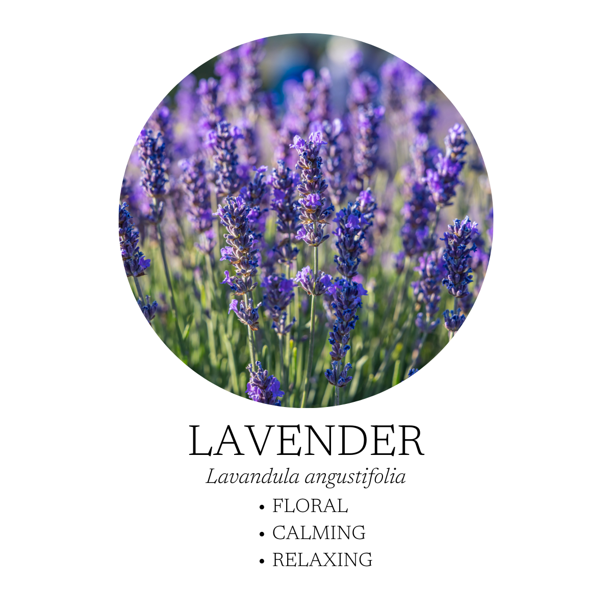 Lavender flowers
