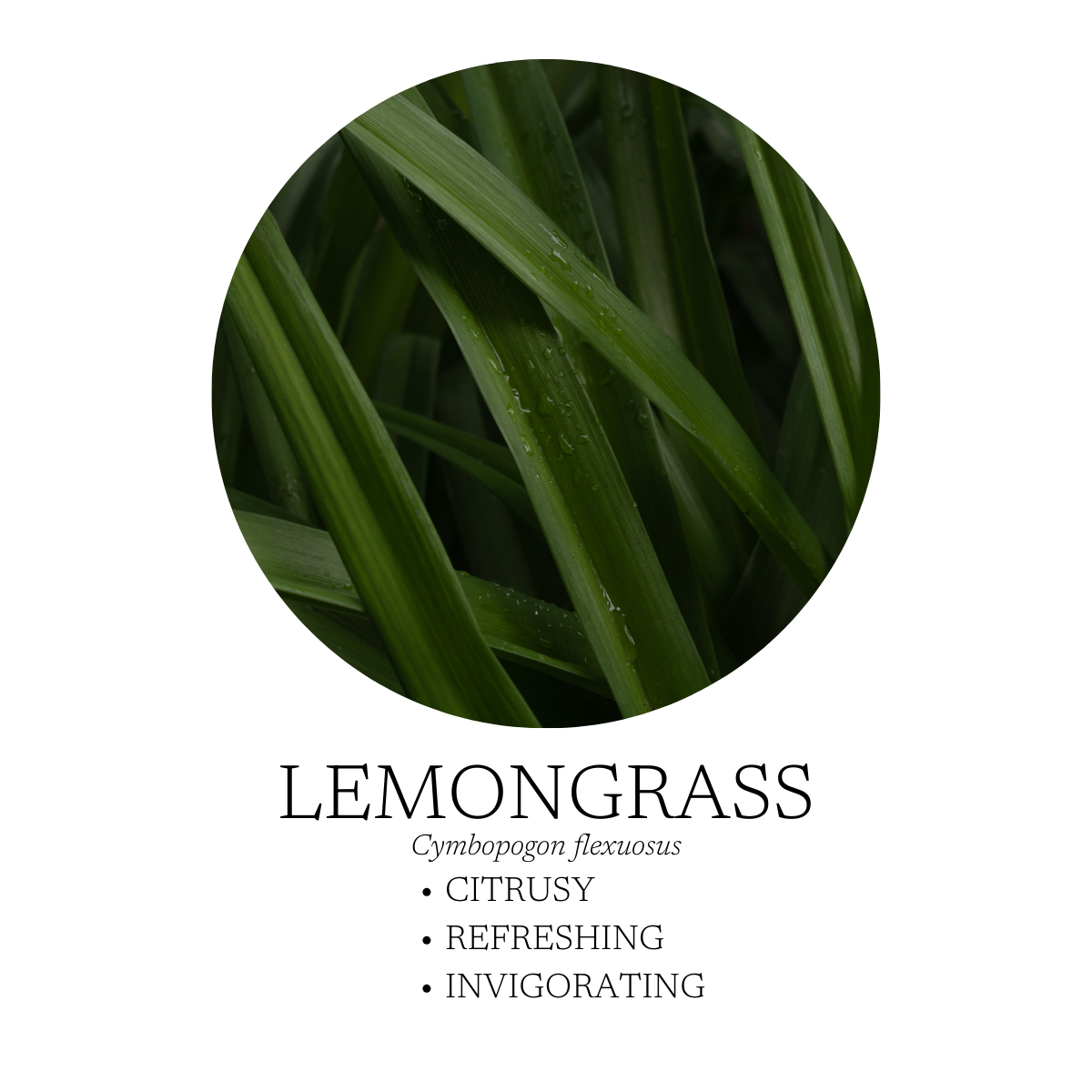 After The Rain Essential Oil Blend 10 mL