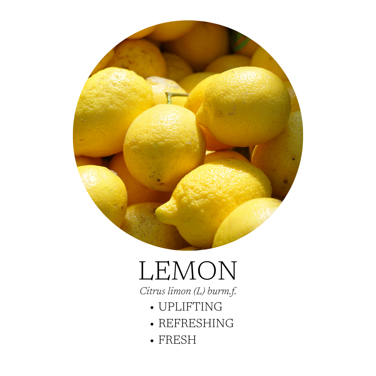 After The Rain Essential Oil Blend 10 mL