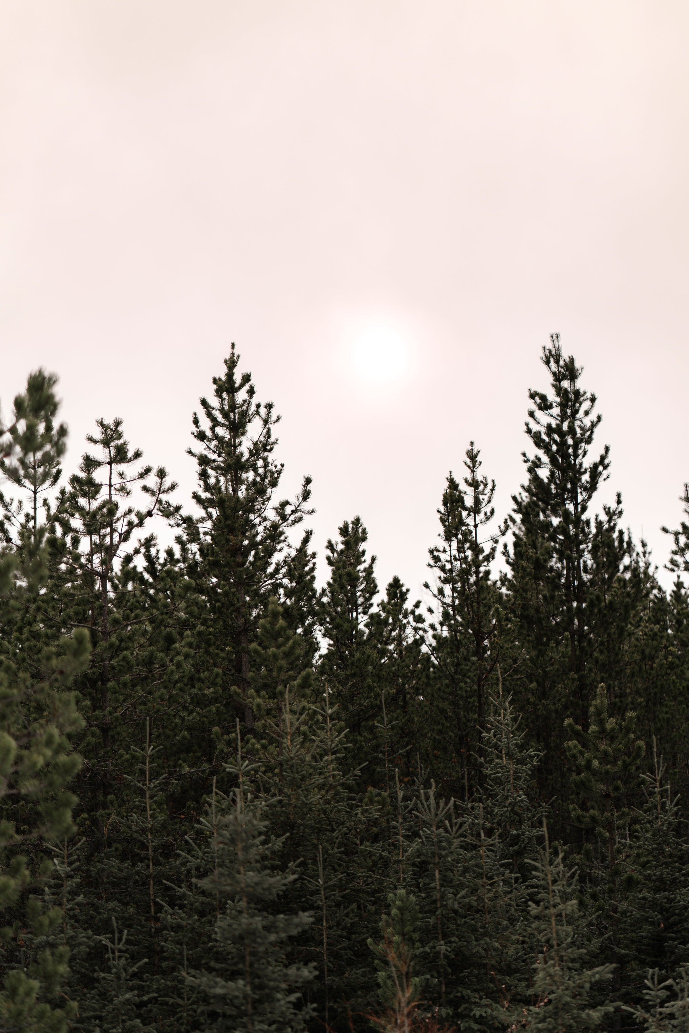 Forest Reverie