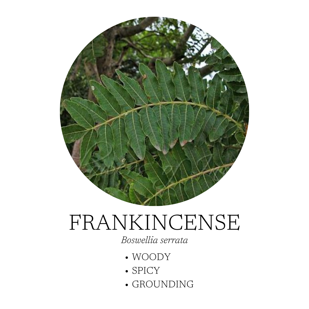 Frankincense leaf