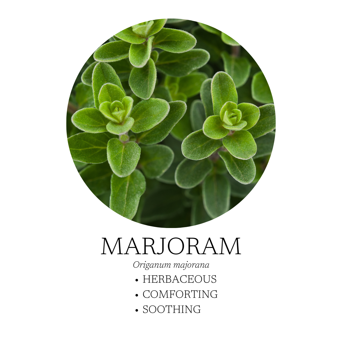 Marjoram leaf