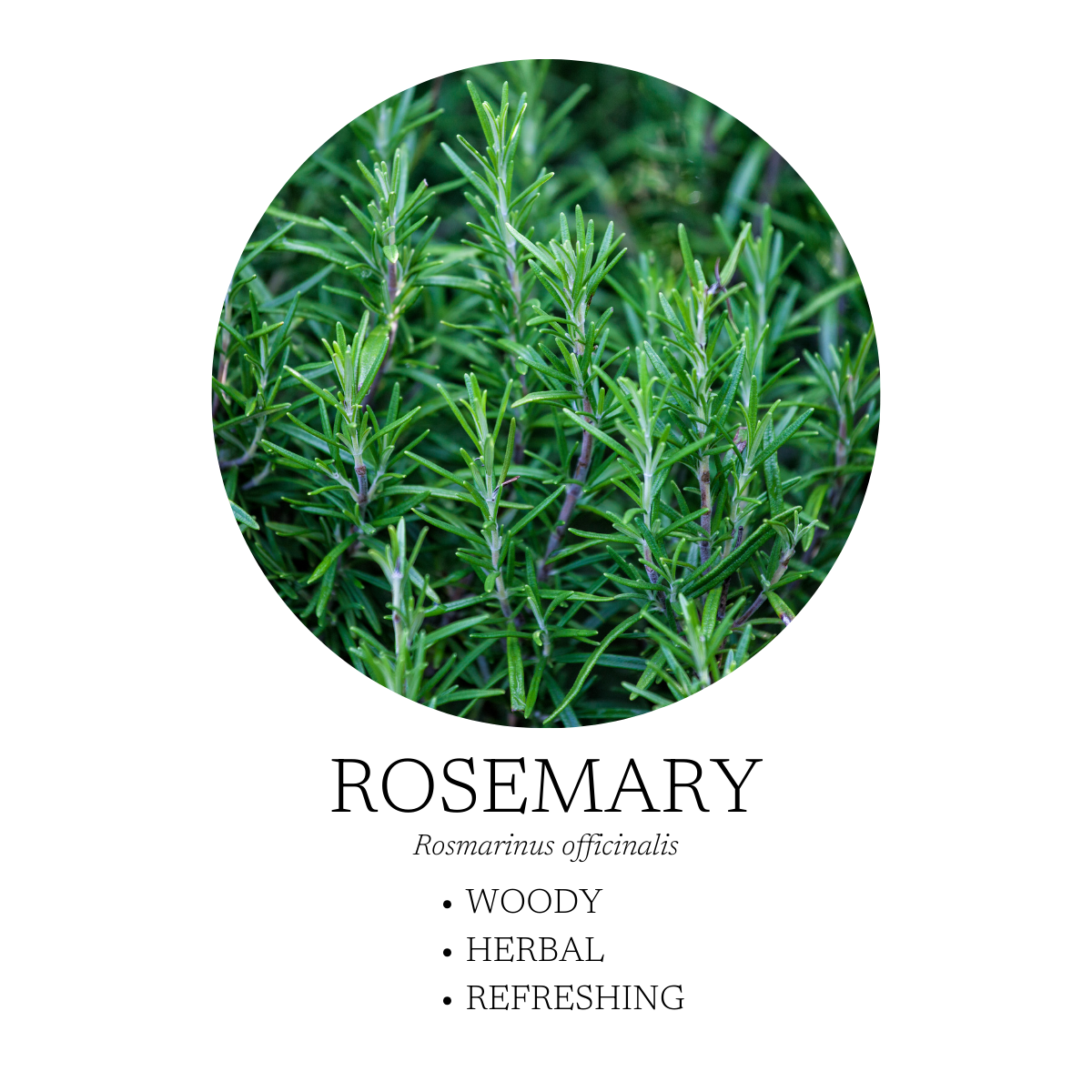 Winter Mist Essential Oil Blend 10 mL
